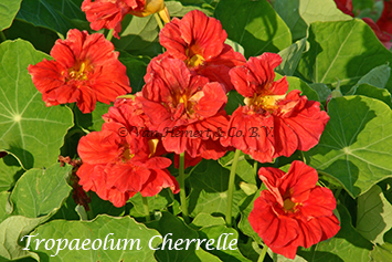 Tropaeolum majus Cherrelle